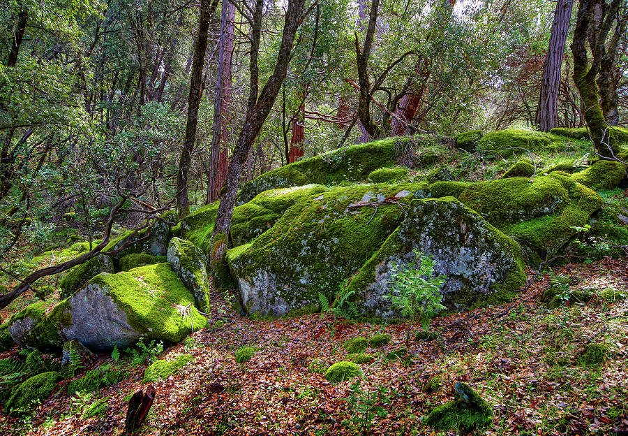 Moss Covered Granite Rocks by Robert Blandy Jr Moss Covered Granite Rocks by Robert Blandy Jr