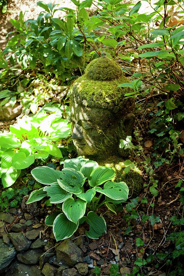 Moss-covered Head Of Buddha Amongst Ground-cover Plants Photograph by Mohrimages