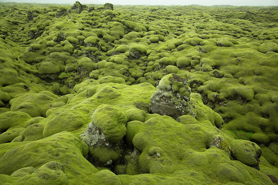 Moss Covered Lava Field In Southern by Neil Beckerman