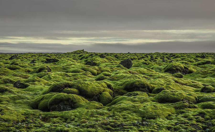 Moss Covered Lava Field On Route 1 Photograph by Ed Norton Moss Covered Lava Field On Route 1 Photograph by Ed Norton