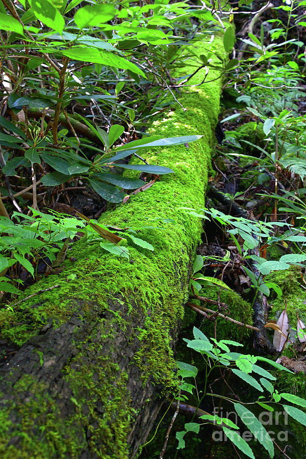 Moss Covered Log Photograph by Phil Perkins