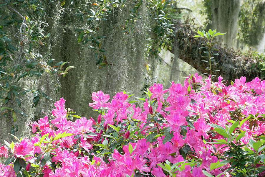 Moss Covered Oak and Pink Azaleas Photograph by Bruce Gourley