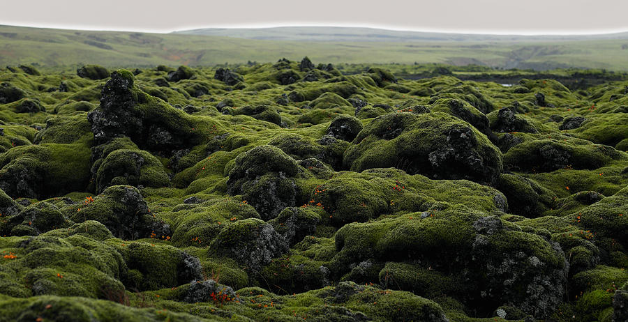 Moss Covered Rocks On The Laka Lava Field In South Iceland