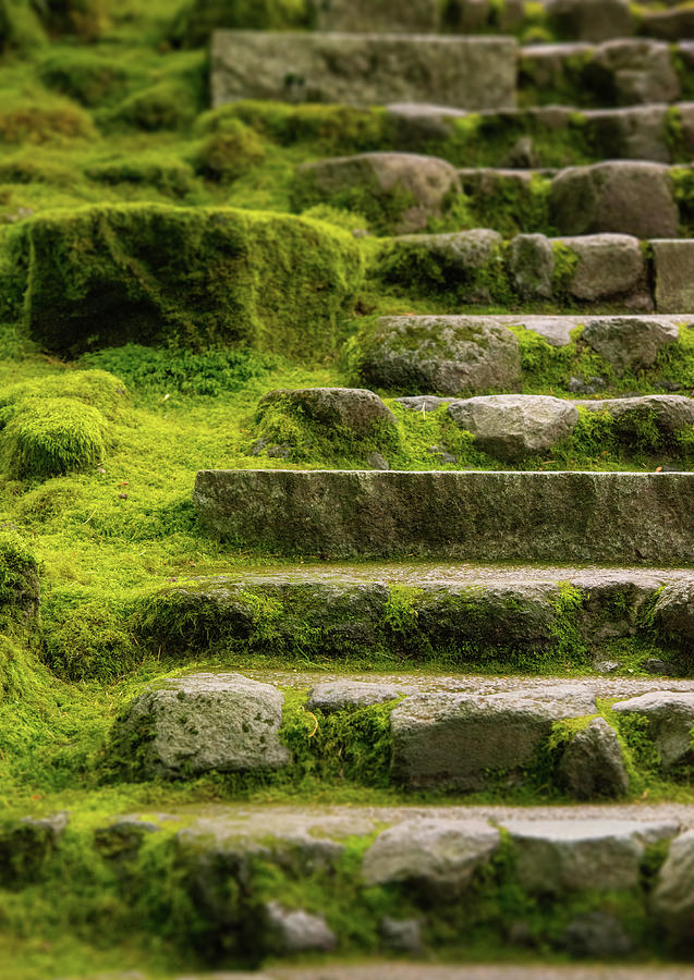 Moss Covered Stone Steps Photograph by Jason Harris