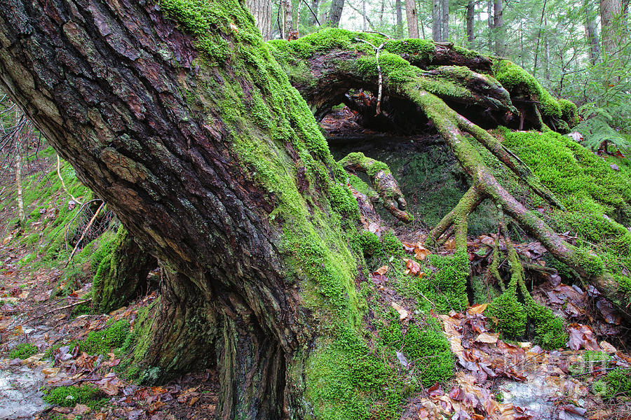 Moss Covered Tree - White Mountains, New Hampshire Photograph by Erin Paul Donovan