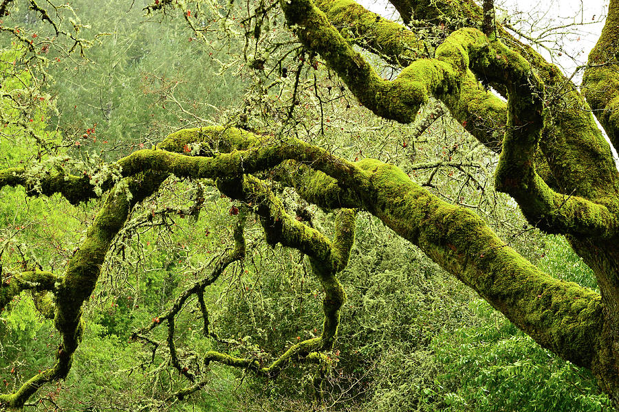 Moss-covered Trees And Branches In A Forest In The Napa Valley, California, Usa Photograph by Torsten Rathjen