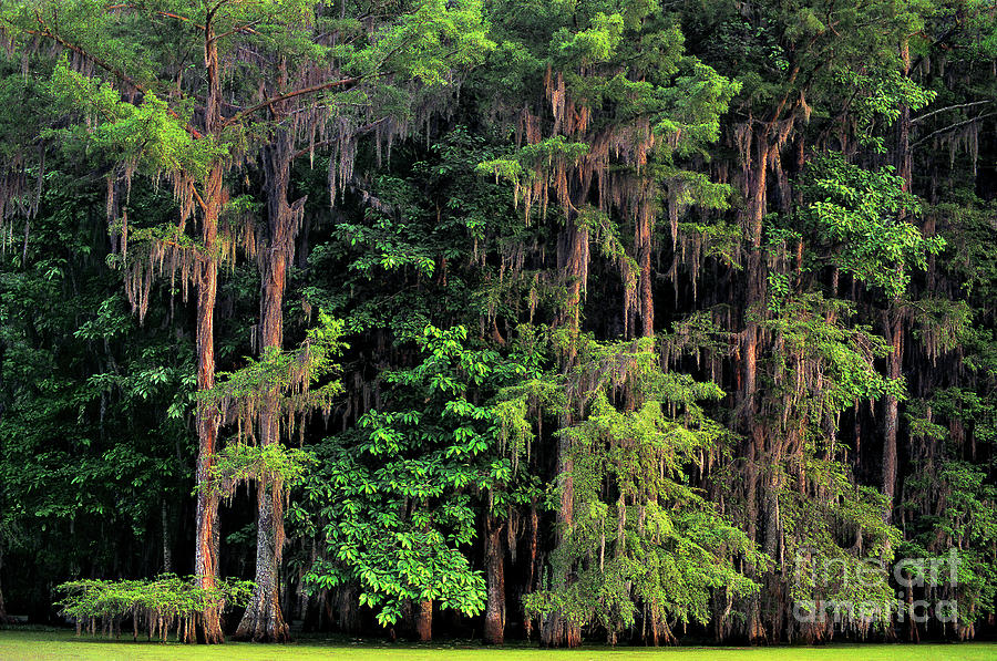 Moss Covered Water Tupelo Trees Atchafalaya Basin Louisiana Photograph by Dave Welling