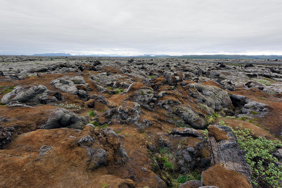 Nature Photograph - Moss Field In Iceland by Ivan Kmit