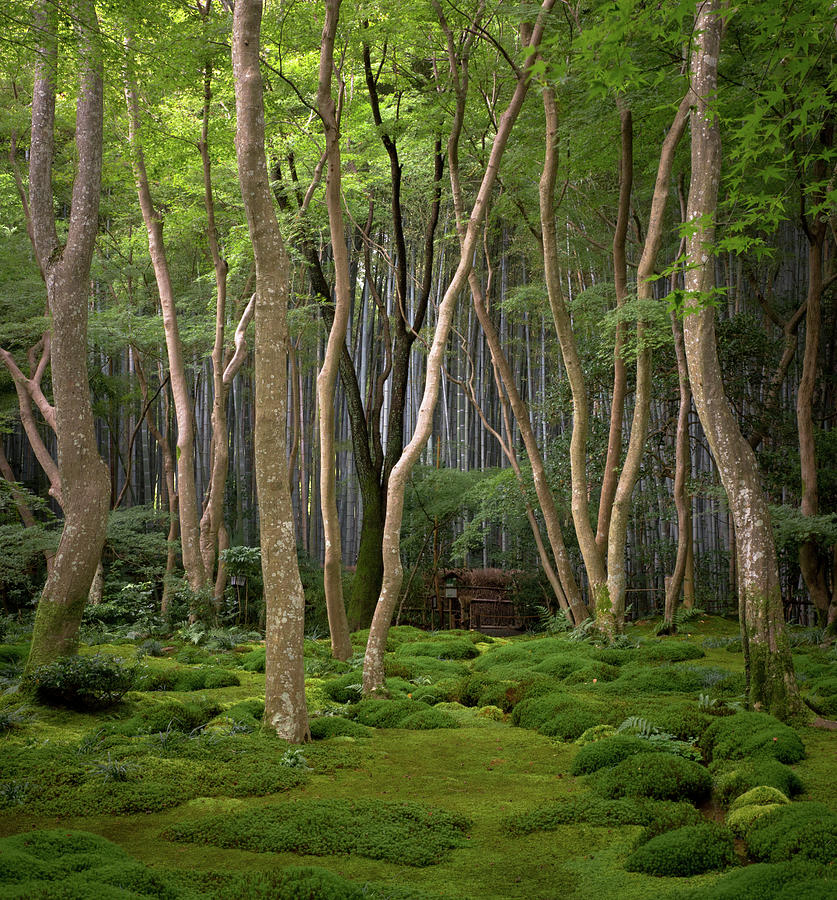 Moss Garden At Gioji Temple Photograph by Photo By Benjy Meyers