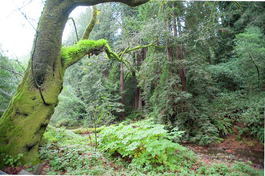 Moss in Muir Woods Photograph by Mark Duehmig