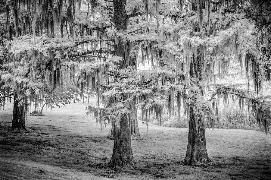 Moss Laden Trees 4132 Photograph by Donald Brown