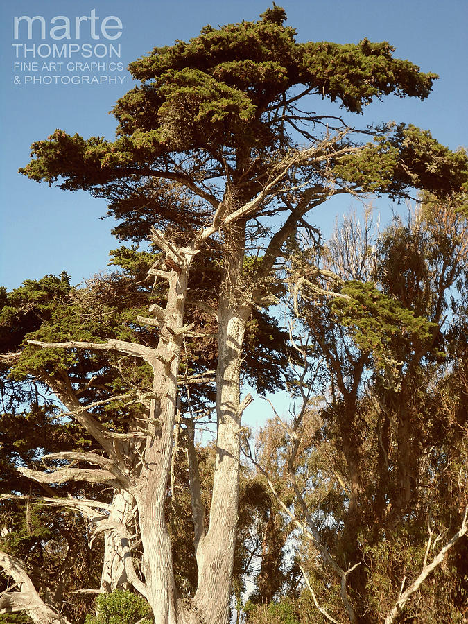 Monterey Peninsula Photograph - Moss Landing Cypress 4 by Marte Thompson