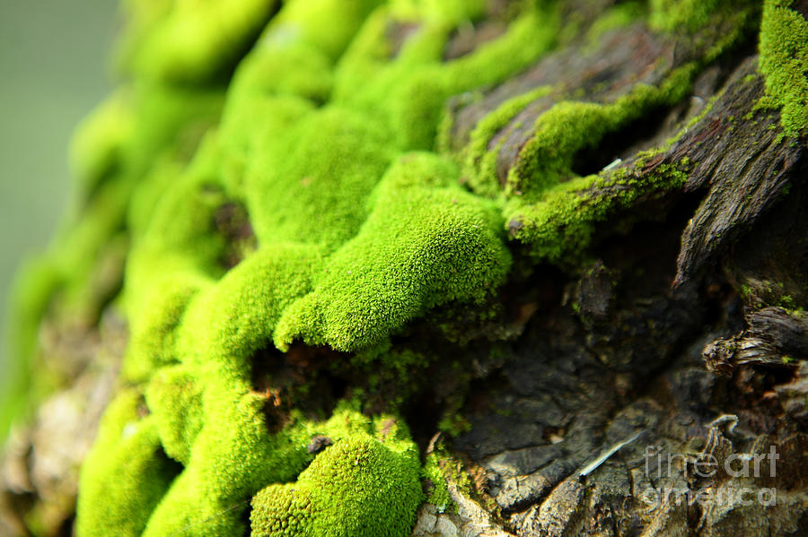 Small Photograph - Moss by Leungchopan Small Photograph - Moss by Leungchopan