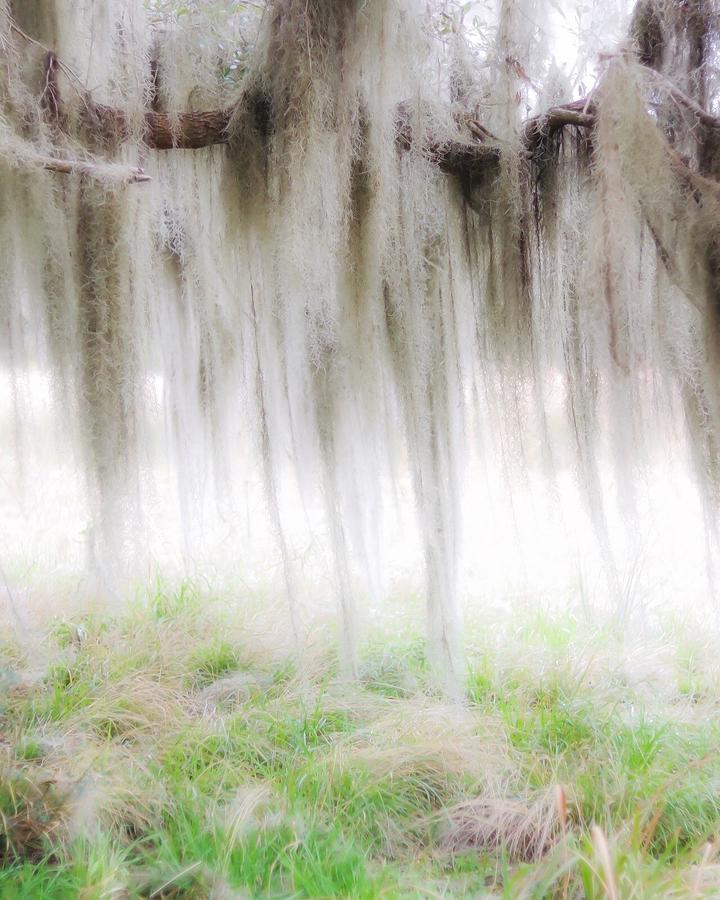 Moss Meets Spring Photograph by Kylie Jeffords