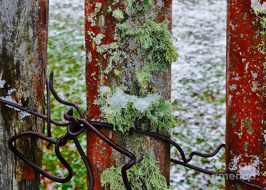 Moss on a Wintery Fence Photograph by Lexa Harpell