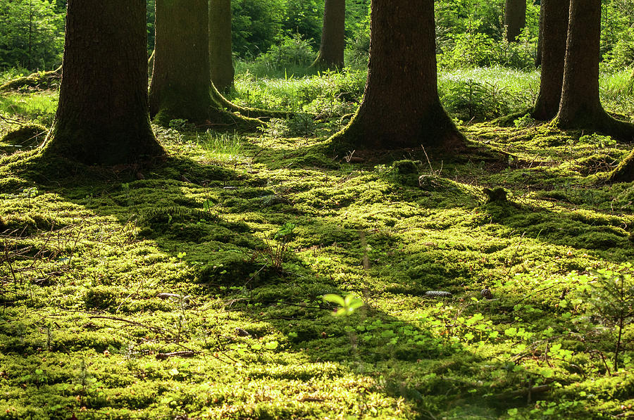 Moss On  Forest  Floor Photograph by Norbert Kurzka - Photography