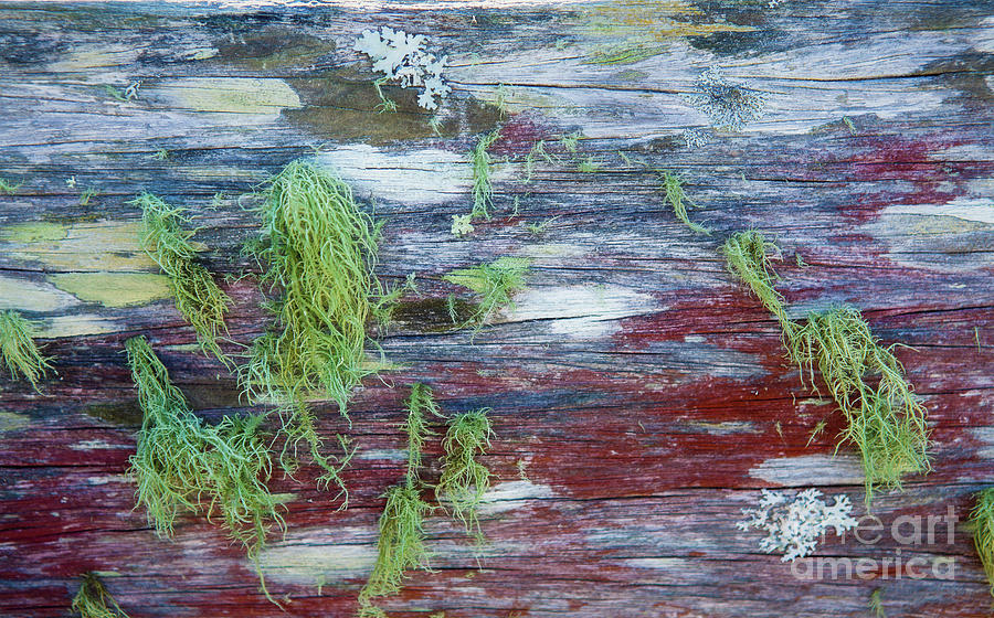 Moss On Old Fence Photograph