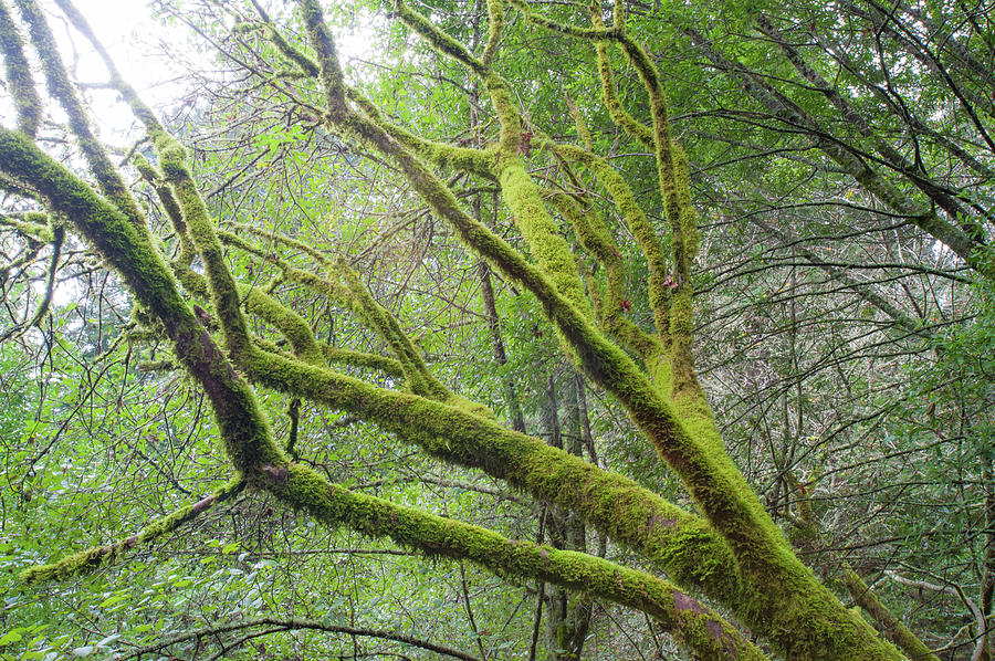 Moss on Redwoods Photograph by Mark Duehmig