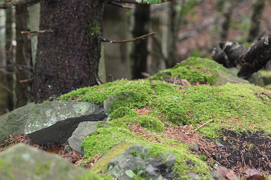 Moss on Rocks Photograph by Laura Smith