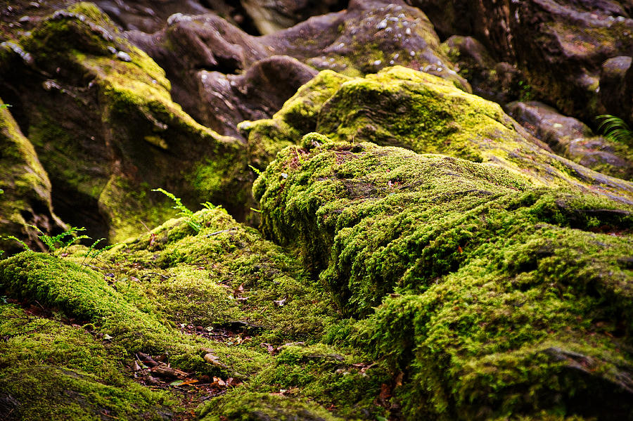 Moss on Rocks - Scotland by Stuart Litoff