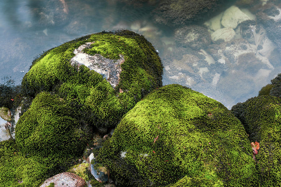 Moss On Rocks, Whistler, British by Ben Girardi