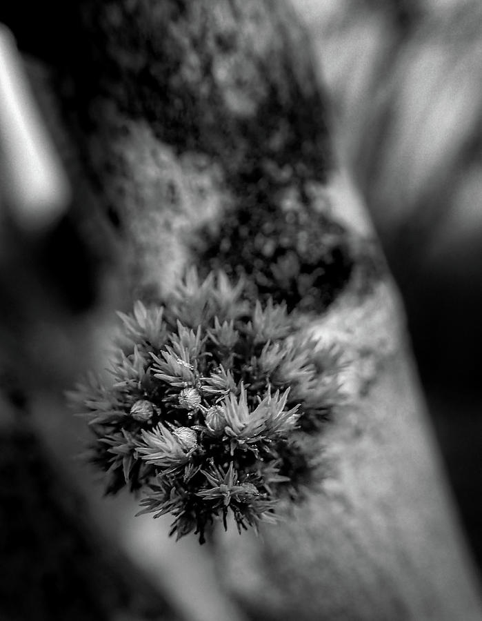 Moss On Rose of Sharon In Black and White Photograph by Greg and Chrystal Mimbs