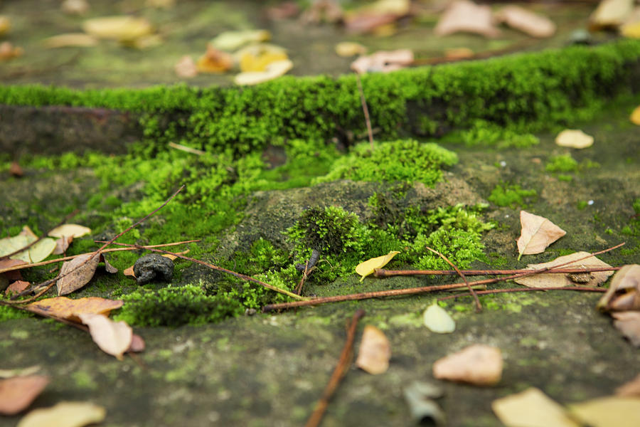 Moss on Stone Photograph by Iris Richardson