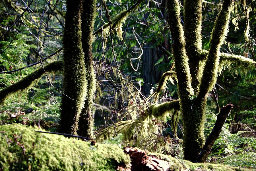 Moss on the trees in Cathedral Grove Photograph by Brian Sereda
