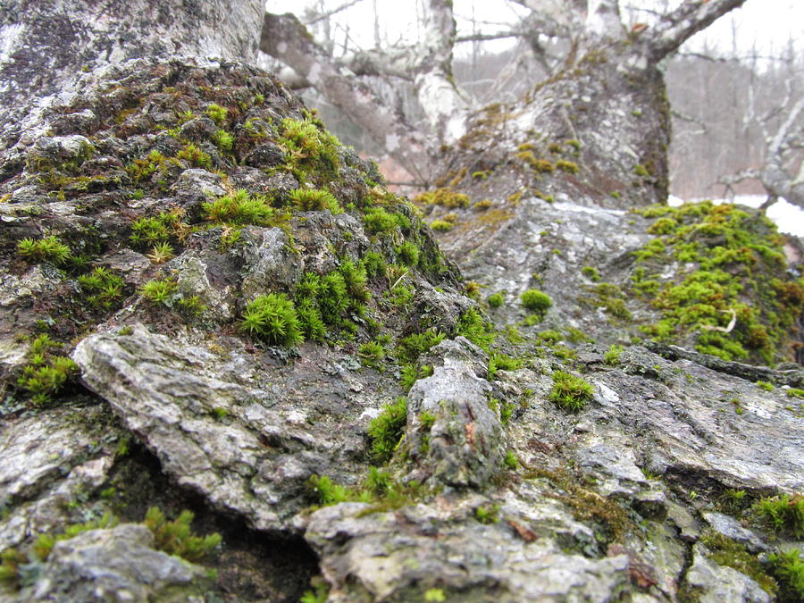 Moss on Tree - #2396 Photograph by StormBringer Photography