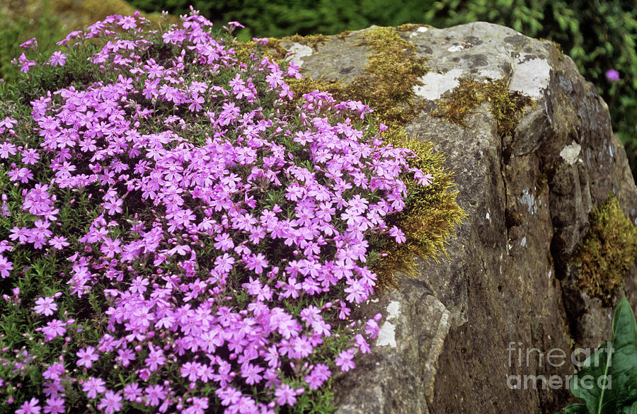 Nature Photograph - Moss Phlox (phlox Subulata marjorie) by Mike Comb/science Photo Library