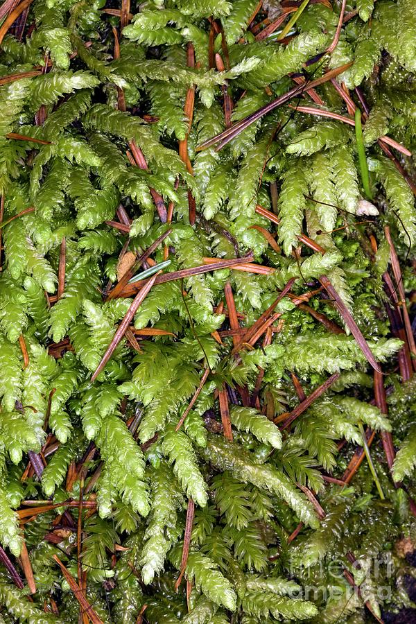 Moss (plagiothecium Undulatum) Photograph by Science Photo Library Moss (plagiothecium Undulatum) Photograph by Science Photo Library