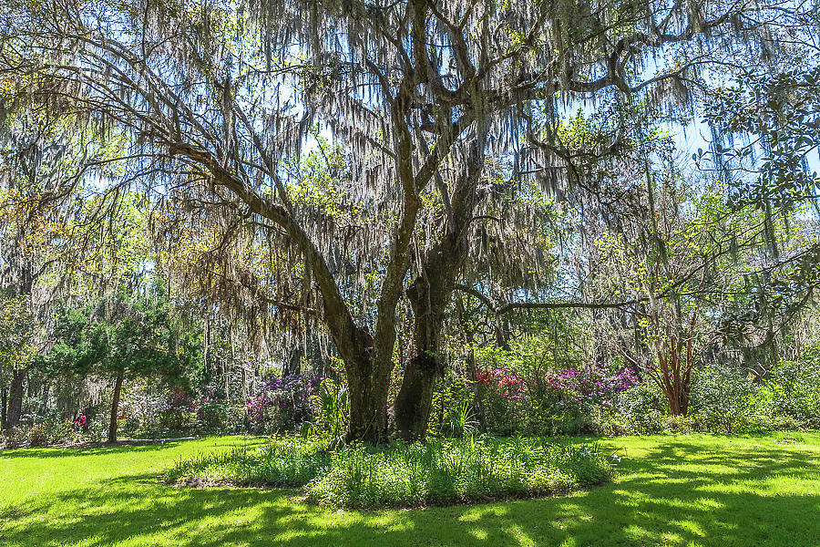 Moss by Ree Reid Moss by Ree Reid