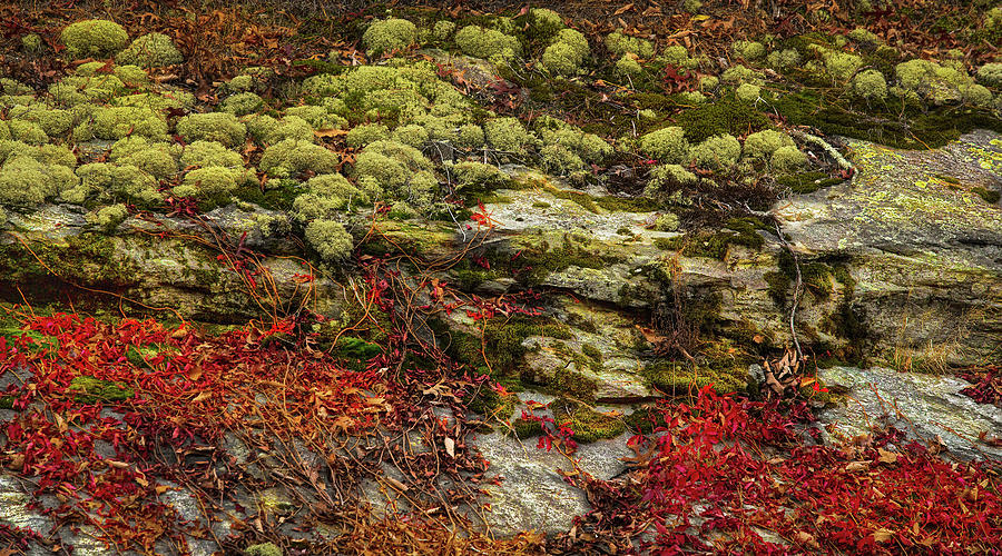 Moss, Rocks, and Vines by SL Ernst Moss, Rocks, and Vines by SL Ernst