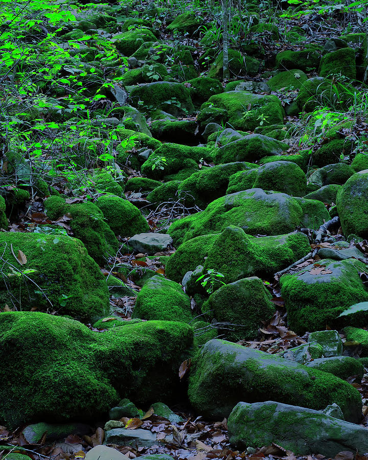 Moss Rocks by M E Cater