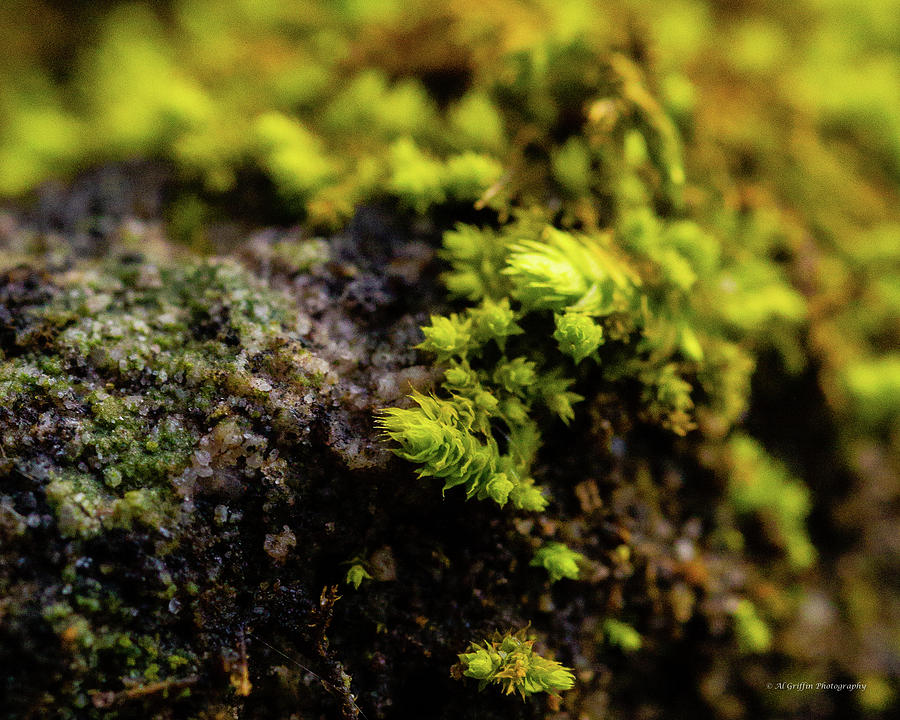 Moss up Close Photograph by Al Griffin