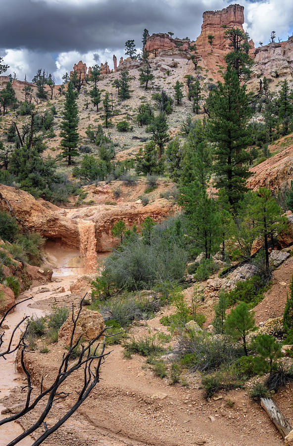 Mossy Cave Waterfall - Bryce Canyon - Utah Photograph by Debra Martz