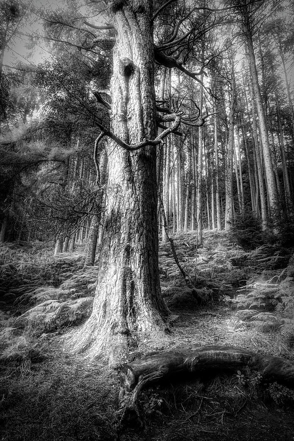 Mossy Forest Black and White Photograph by Debra and Dave Vanderlaan