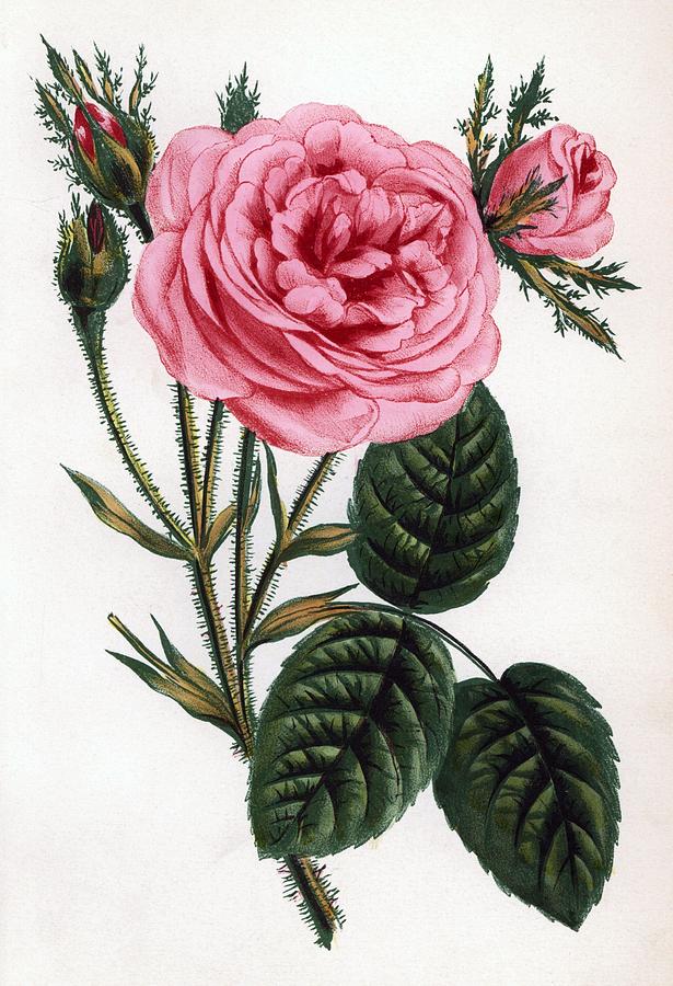 Mossy hundred-leaved rose, cent-feuilles moussue, Rosa centifolia variety. By F. Grobon. Drawing by Album