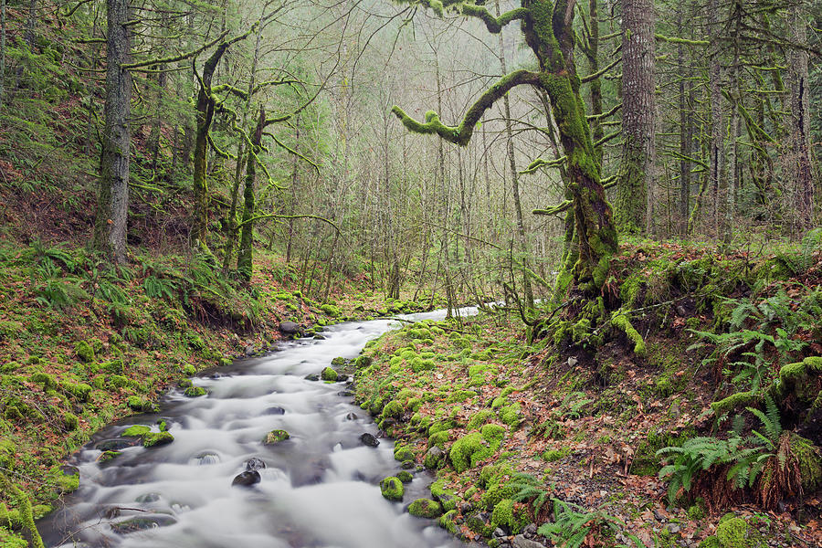 Mossy Landscape Photograph by Nicole Young