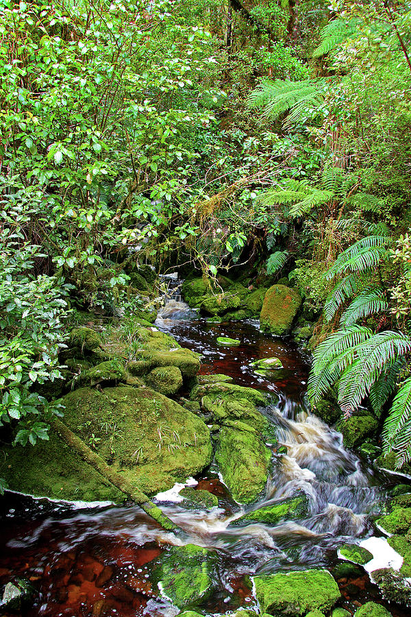 Mossy Mountain Stream by Nareeta Martin Mossy Mountain Stream by Nareeta Martin