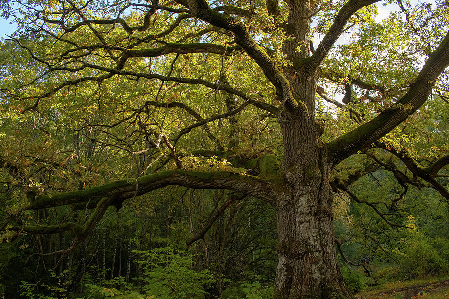 Mossy Oak Tree