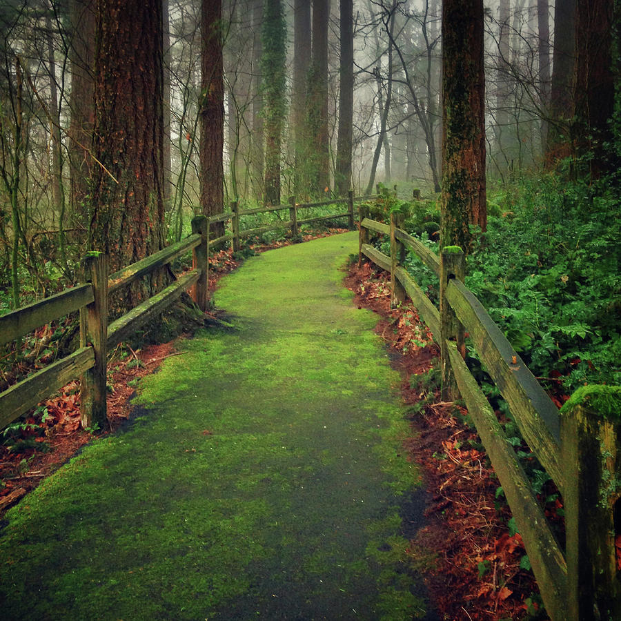 Mossy Path Photograph by Andipantz