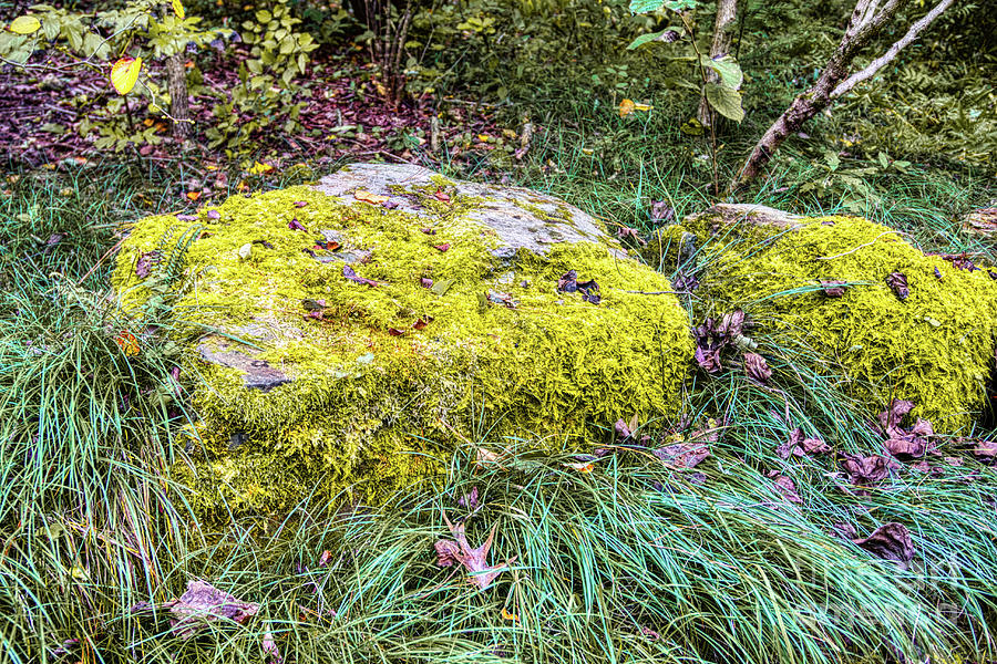 Mossy Rock by James Foshee Mossy Rock by James Foshee