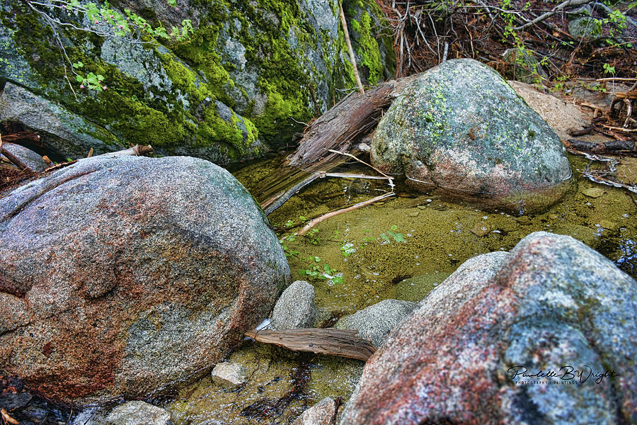 Mossy Rocks Photograph by Paulette B Wright