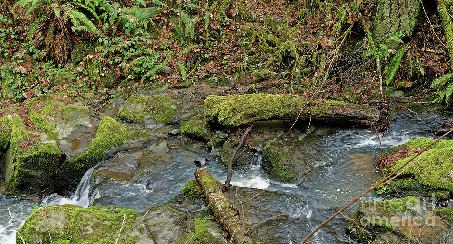 Mossy Stone in a Mountain Stream Photograph by Natural Focal Point Photography