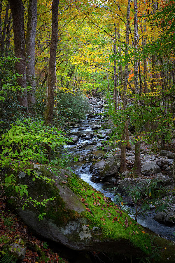 Mossy Stream in Autumn Photograph by Debra and Dave Vanderlaan