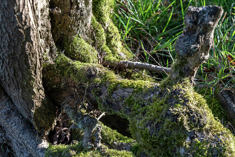 Mossy Stump Photograph by Mark Hunter
