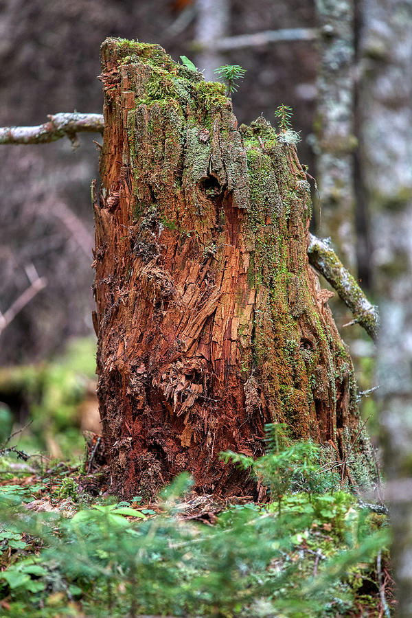 Mossy Stump Photograph by Paul Freidlund