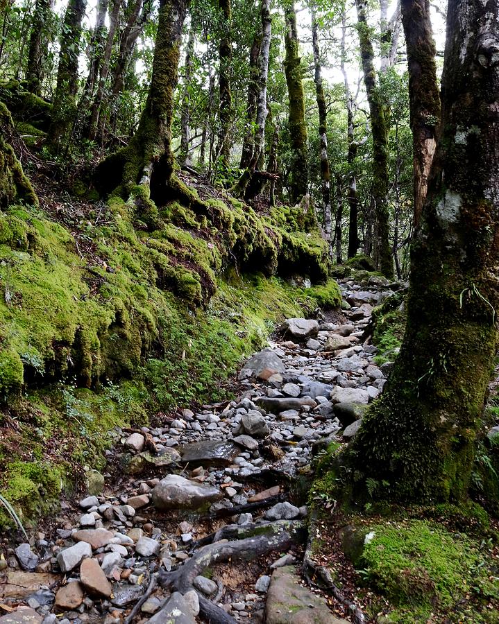 Mossy Trail, Arthurs Pass, New Zealand Photograph by Sarah Lilja