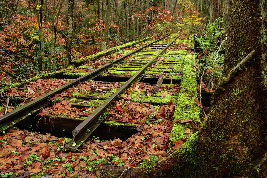 Mossy Train Track in Fall Photograph by Lisa Lambert-Shank